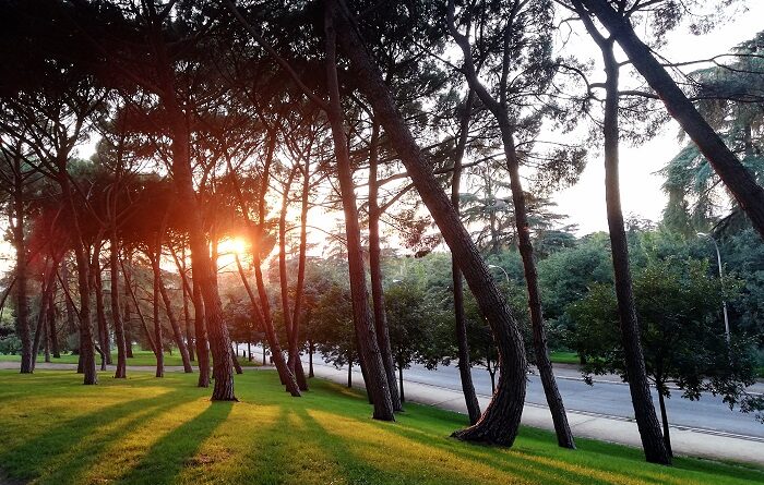 Movimento São Paulo Verde *